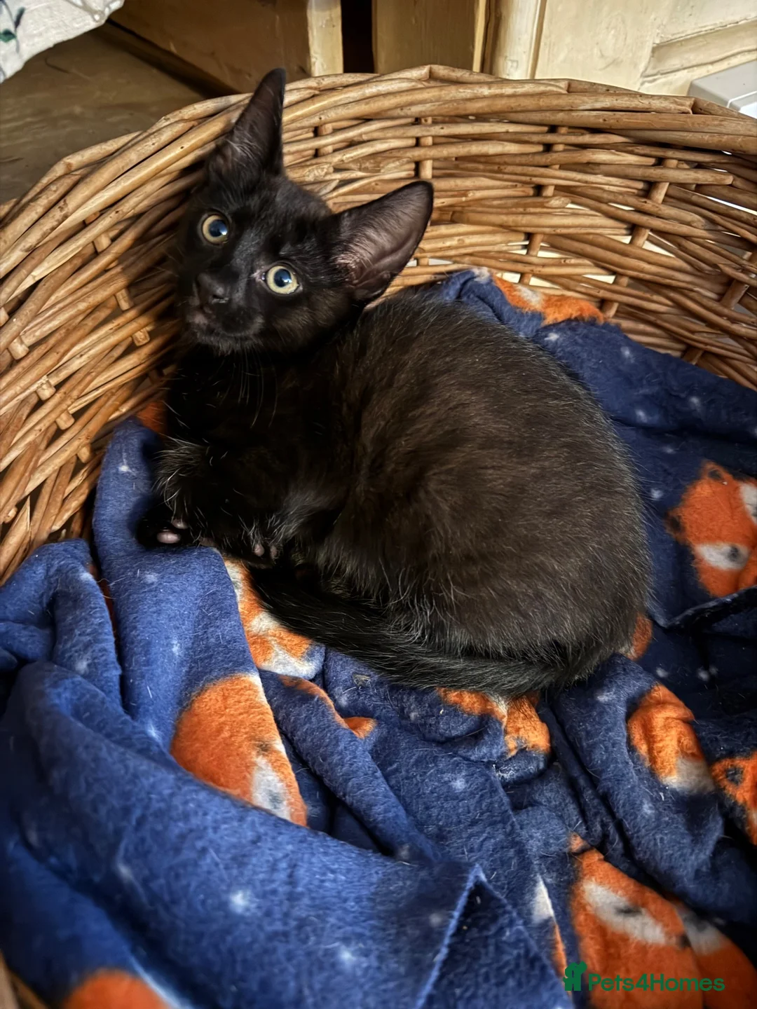 Savannah cats for sale: SavannahX GORGEOUS kittens  - Advert 2