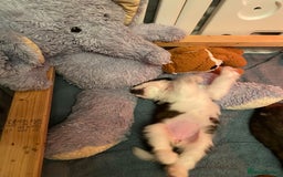 Saint Bernard dogs for sale: Gorgeous Saint Bernard puppies looking for homes - Image 18