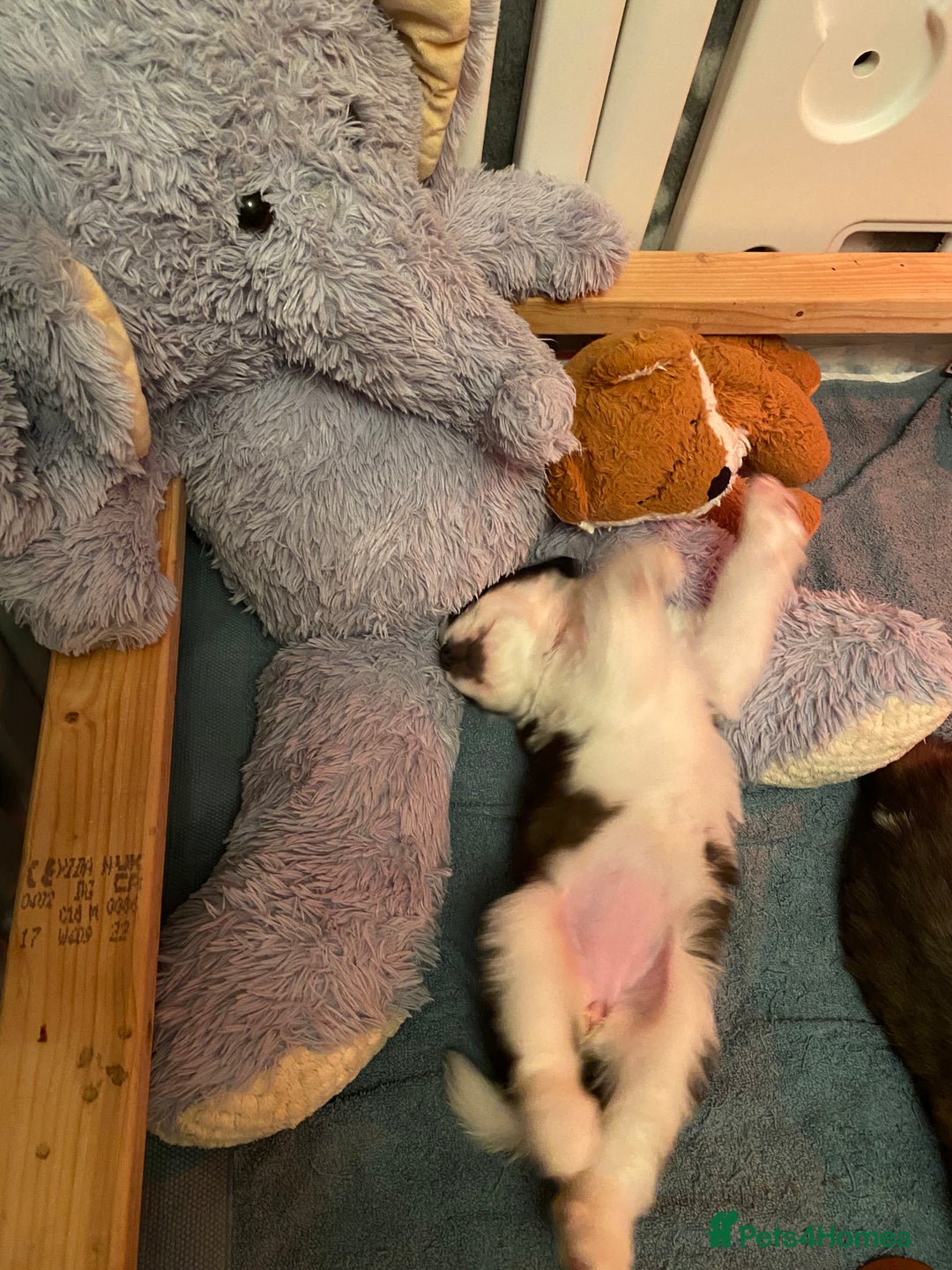 Saint Bernard dogs for sale: Gorgeous Saint Bernard puppies looking for homes - Image 18