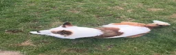 Welsh Collie dogs for sale: Welsh Collie - Advert 9
