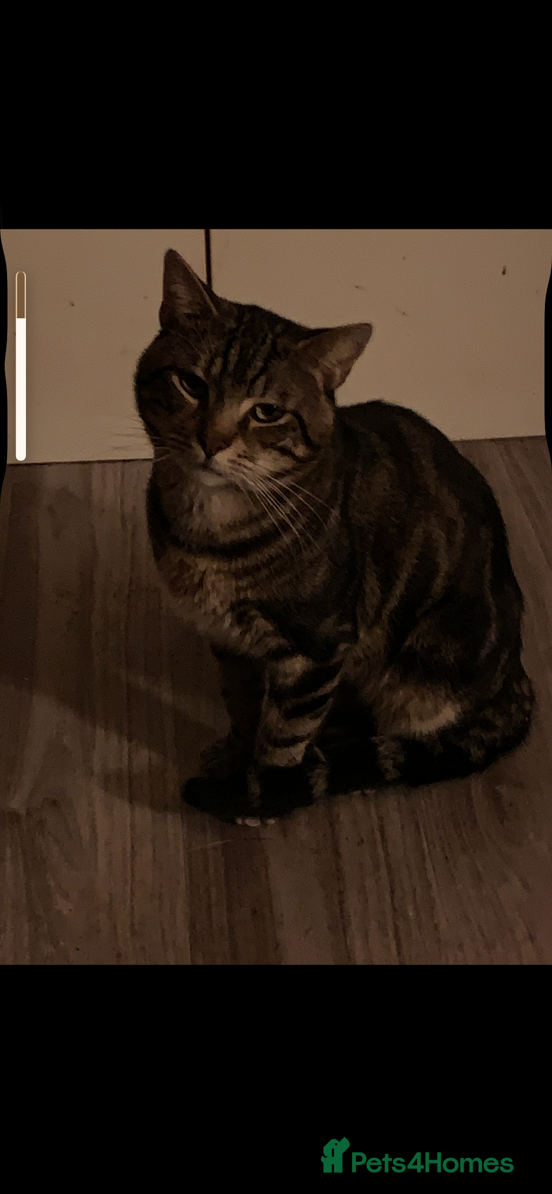 British Shorthair cats for sale: Tabby cat - Advert 3