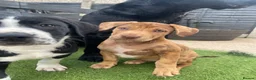 Mixed Breed dogs for sale: Spaniel x Shar pei - Unique Mixed Breed - Advert 4