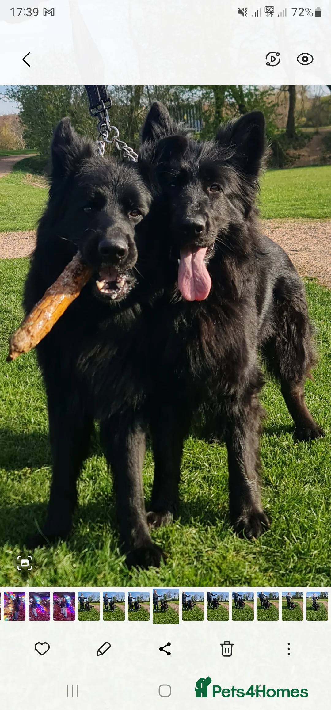 German Shepherd dogs for sale: Top Quality KC Black Long Hair German Shepherd  - Advert 14