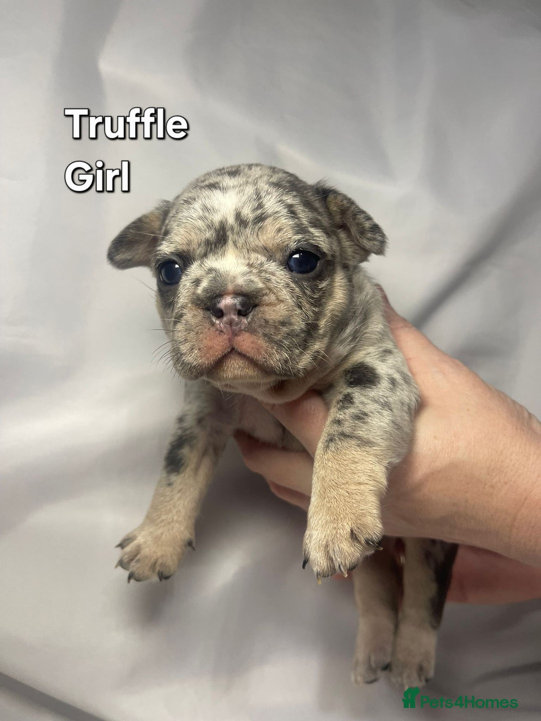 French Bulldog dogs for sale: Gorgeous litter of French Bulldog Pups  - Advert 3