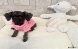 Toy Poodle dogs for sale: Asian toy poodle girl.  - Image 6