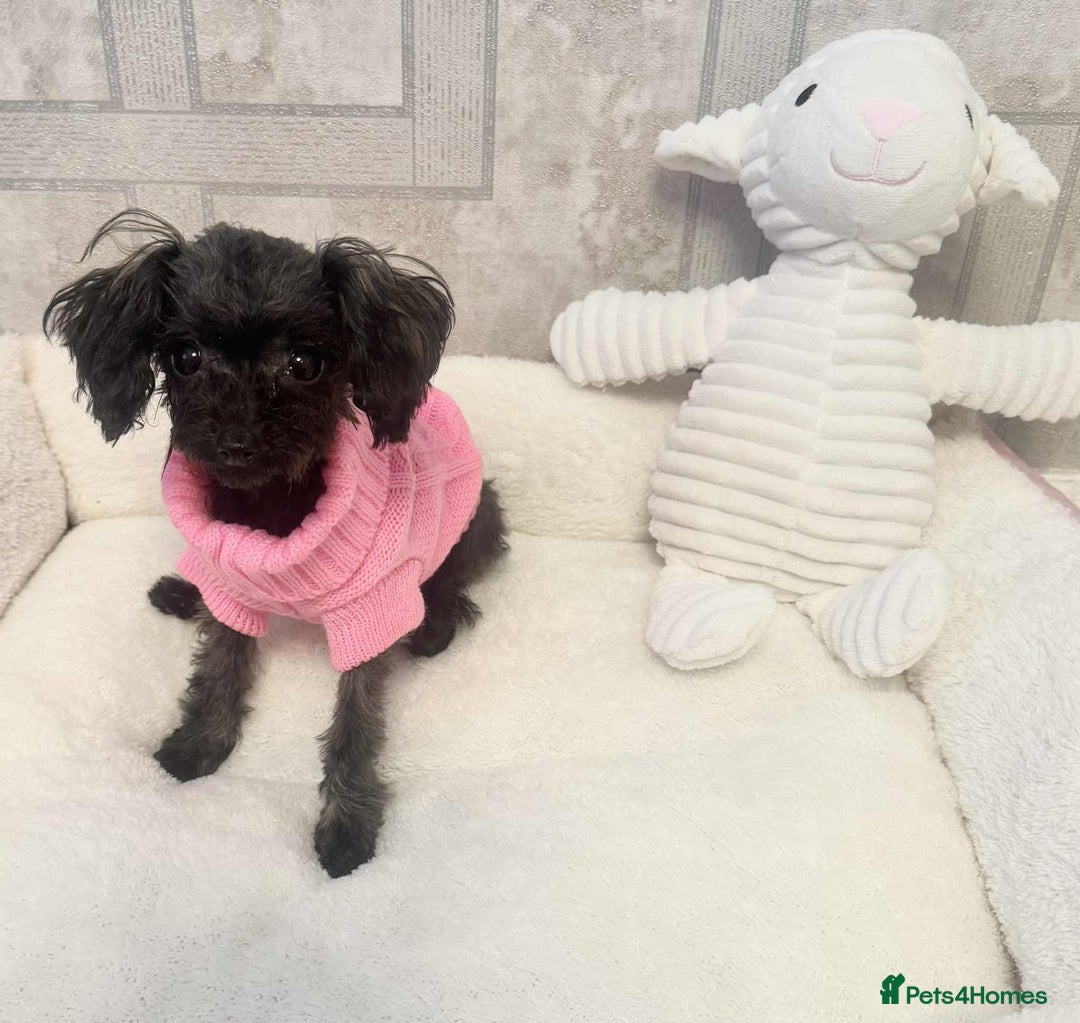Toy Poodle dogs for sale: Asian toy poodle girl.  - Image 6