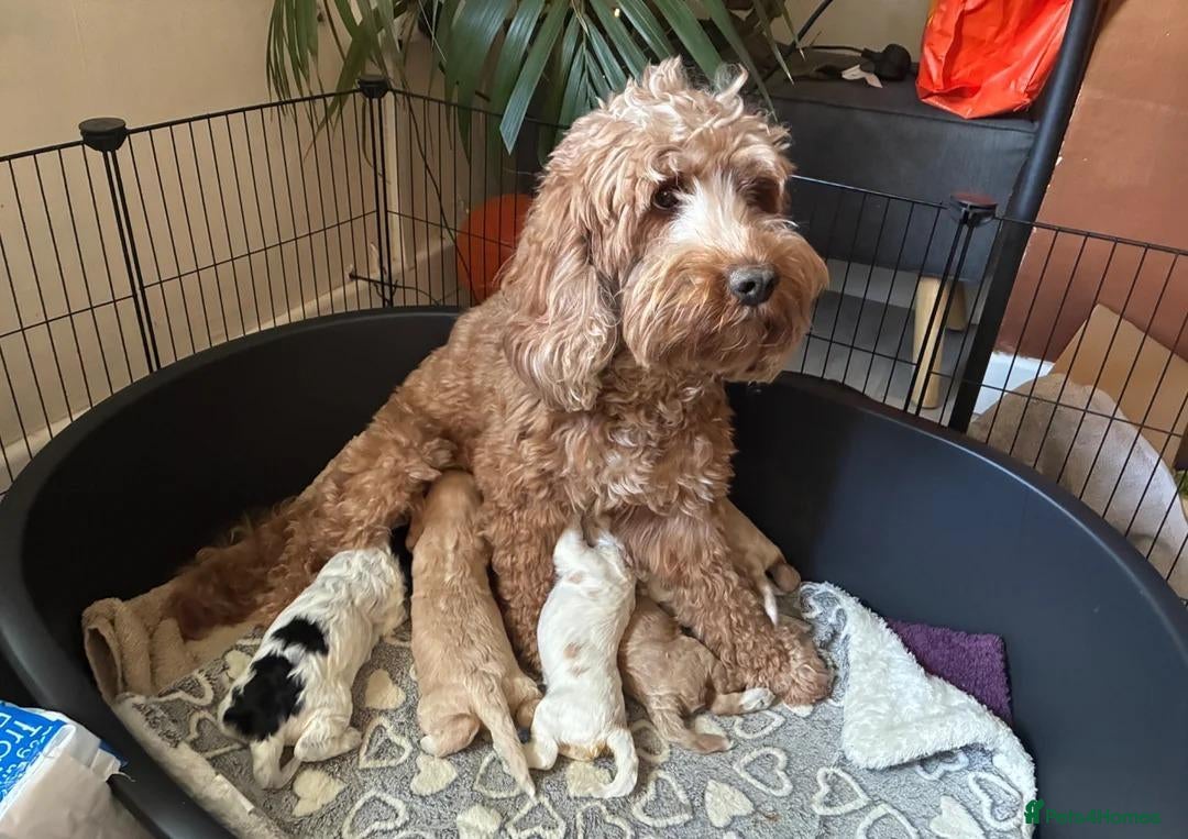 Cockapoo dogs Cockapoo Puppies – Looking for loving homes - Advert 1