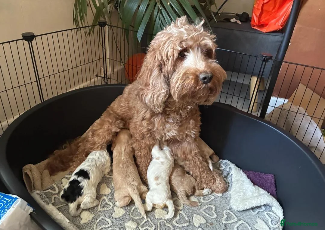 Cockapoo dogs for sale: Cockapoo Puppies – Looking for loving homes - Advert 1