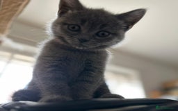 British Shorthair cats for sale: 🐾 Adorable British Shorthair Blue Kittens 🐾 - Image 17