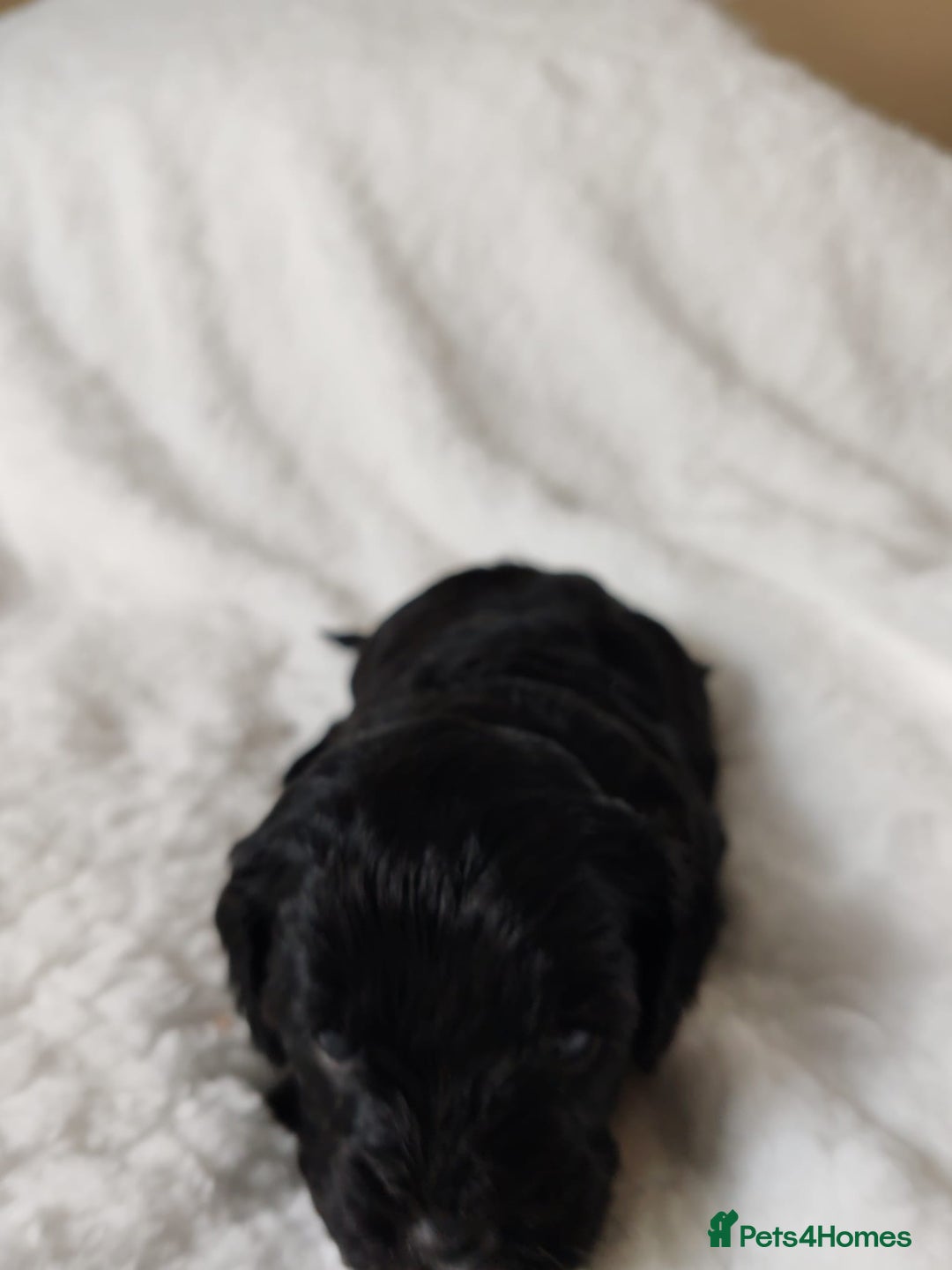 Cavapoo dogs for sale: F1 Cavapoo - Advert 7