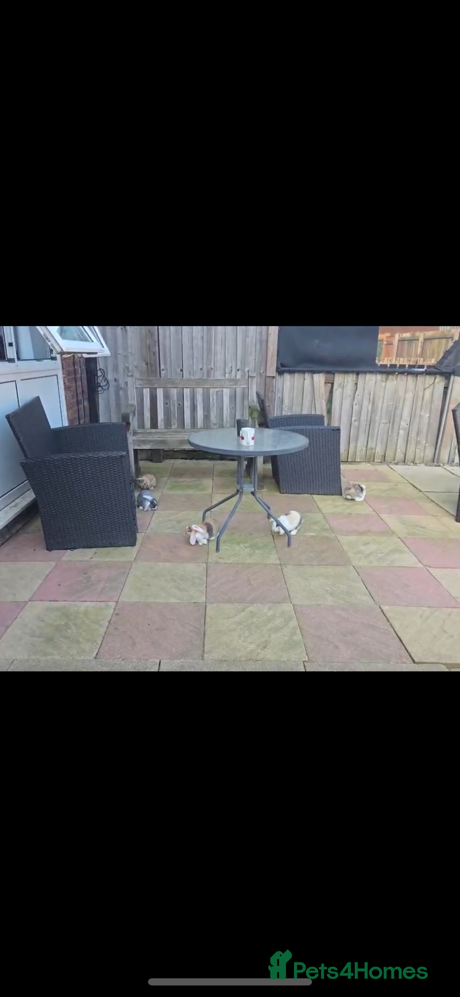 English Lop rabbits Adorable Baby Rabbits for Sale 🐰💛 - Advert 1