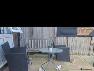 English Lop rabbits Adorable Baby Rabbits for Sale 🐰💛 - Advert 1