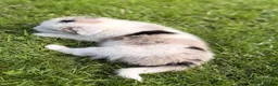 Border Collie dogs for sale: STUNNING BORDER COLLIE PUPS.  - Advert 18
