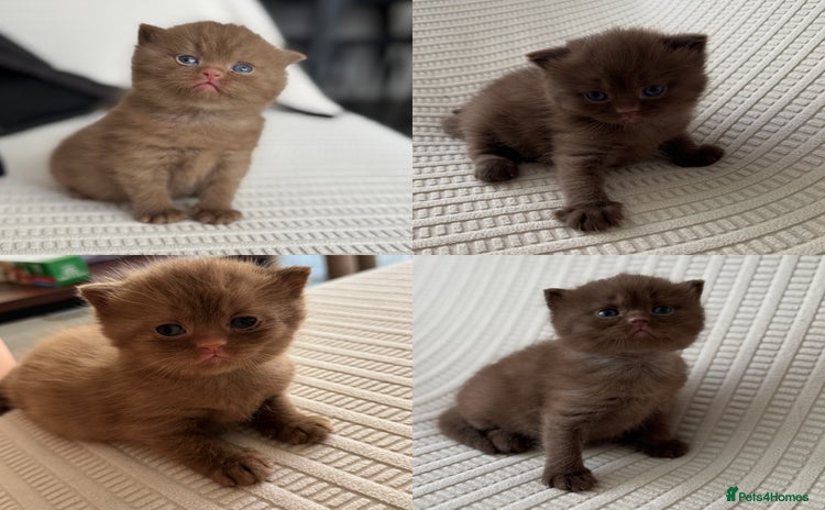 British Shorthair cats - Advert 9