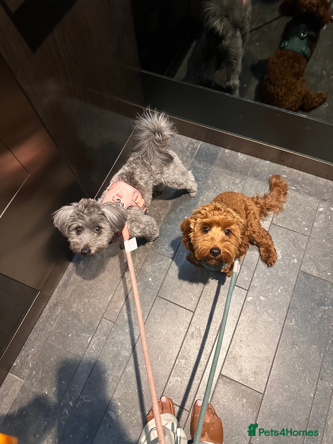 Mixed Breed dogs for sale: Puppies looking for a loving family  - Image 5