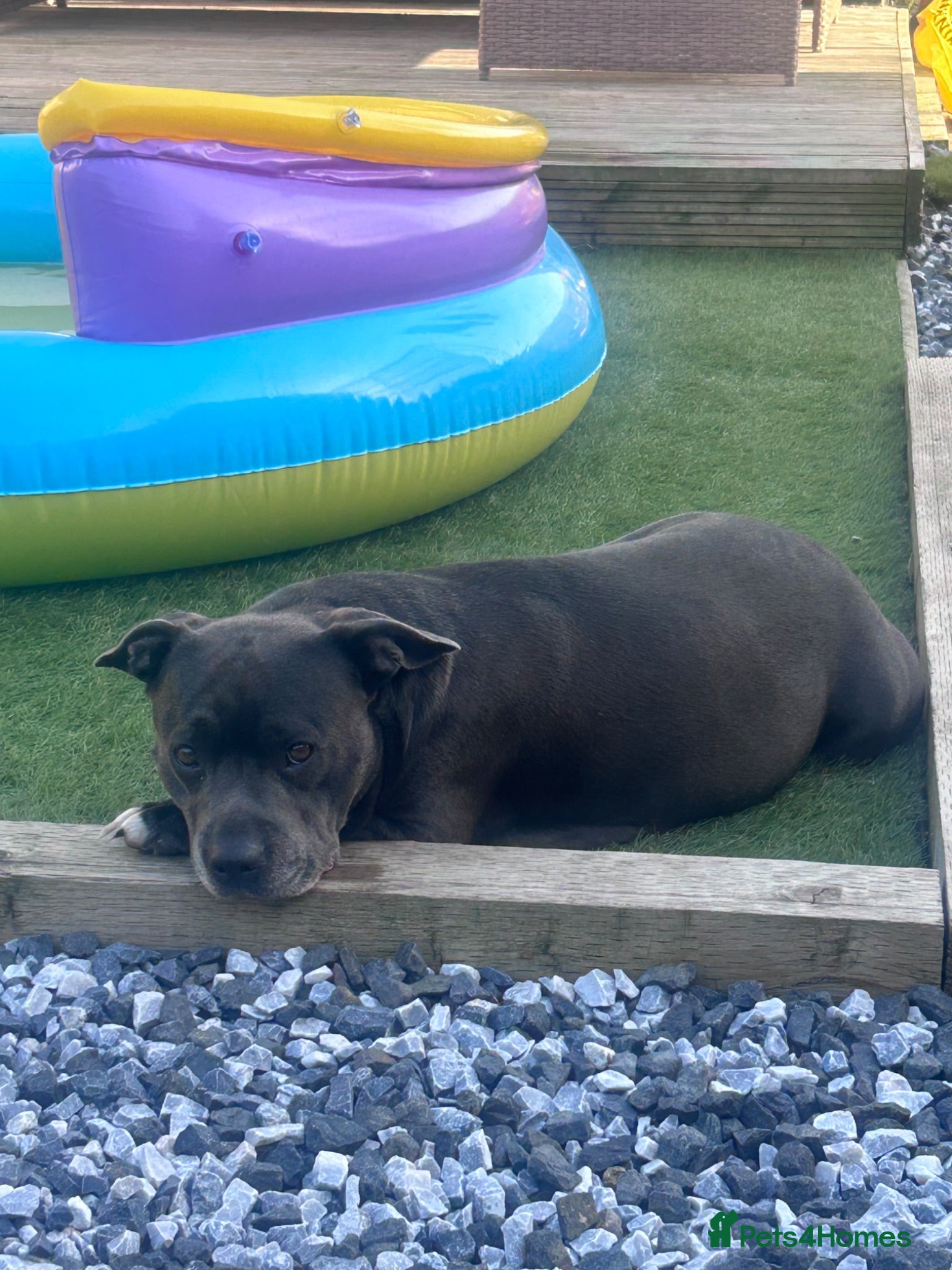 Staffordshire Bull Terrier dogs KC reg Blue Staff Puppies  - Advert 1