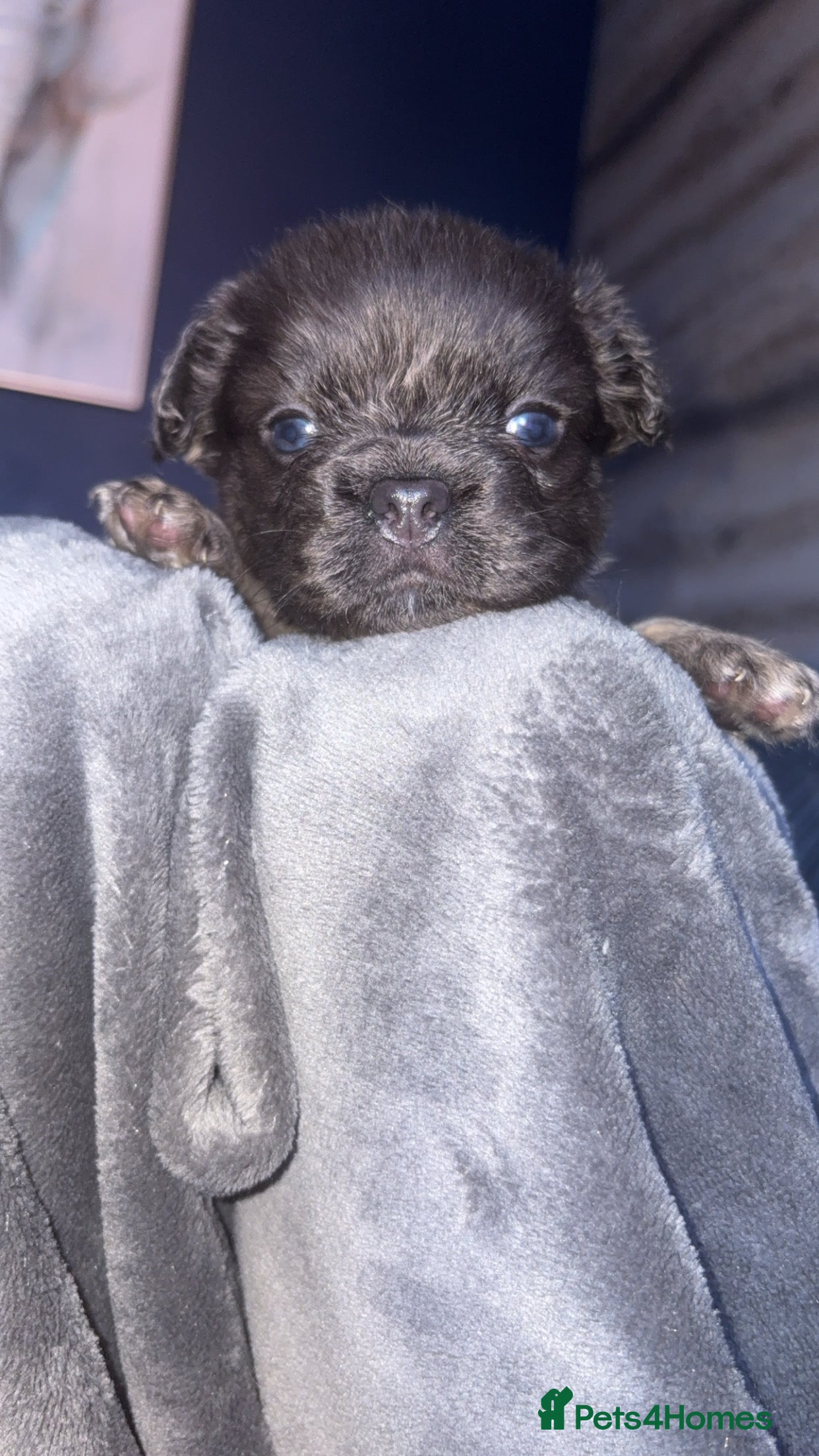 French Bulldog dogs for sale: 6 long haired French bulldogs for sale - Advert 12