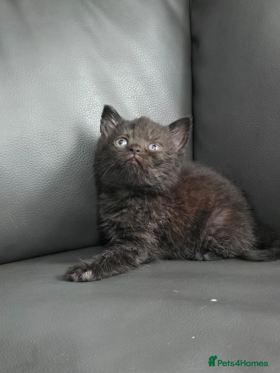 British Shorthair cats for sale: Dark chocolate british shorthair kittens  - Advert 2