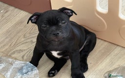 Staffordshire Bull Terrier dogs for sale: Stunning Staffordshire Bull Terrier pups   in Farnborough - Image 6