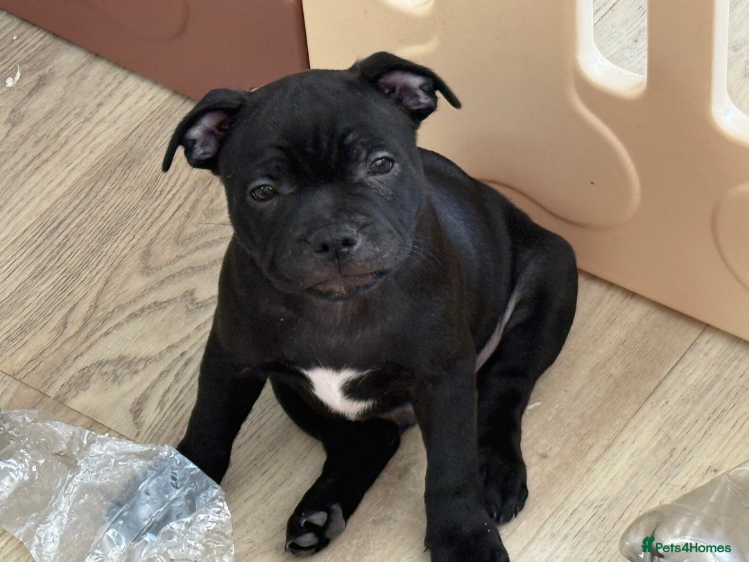 Staffordshire Bull Terrier dogs for sale: Stunning Staffordshire Bull Terrier pups   in Farnborough - Image 6