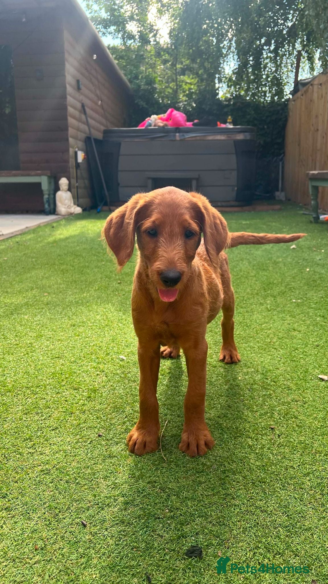 Labradoodle dogs Only 1 left! Beautiful female Labradoodles! - Advert 1