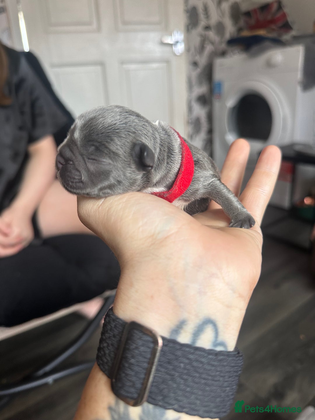 French Bulldog dogs for sale: French bulldog pups for sale  - Image 5