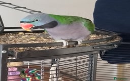 Parakeets birds for sale: Derbyan says hello, mimicks noises,chats away - Image 5