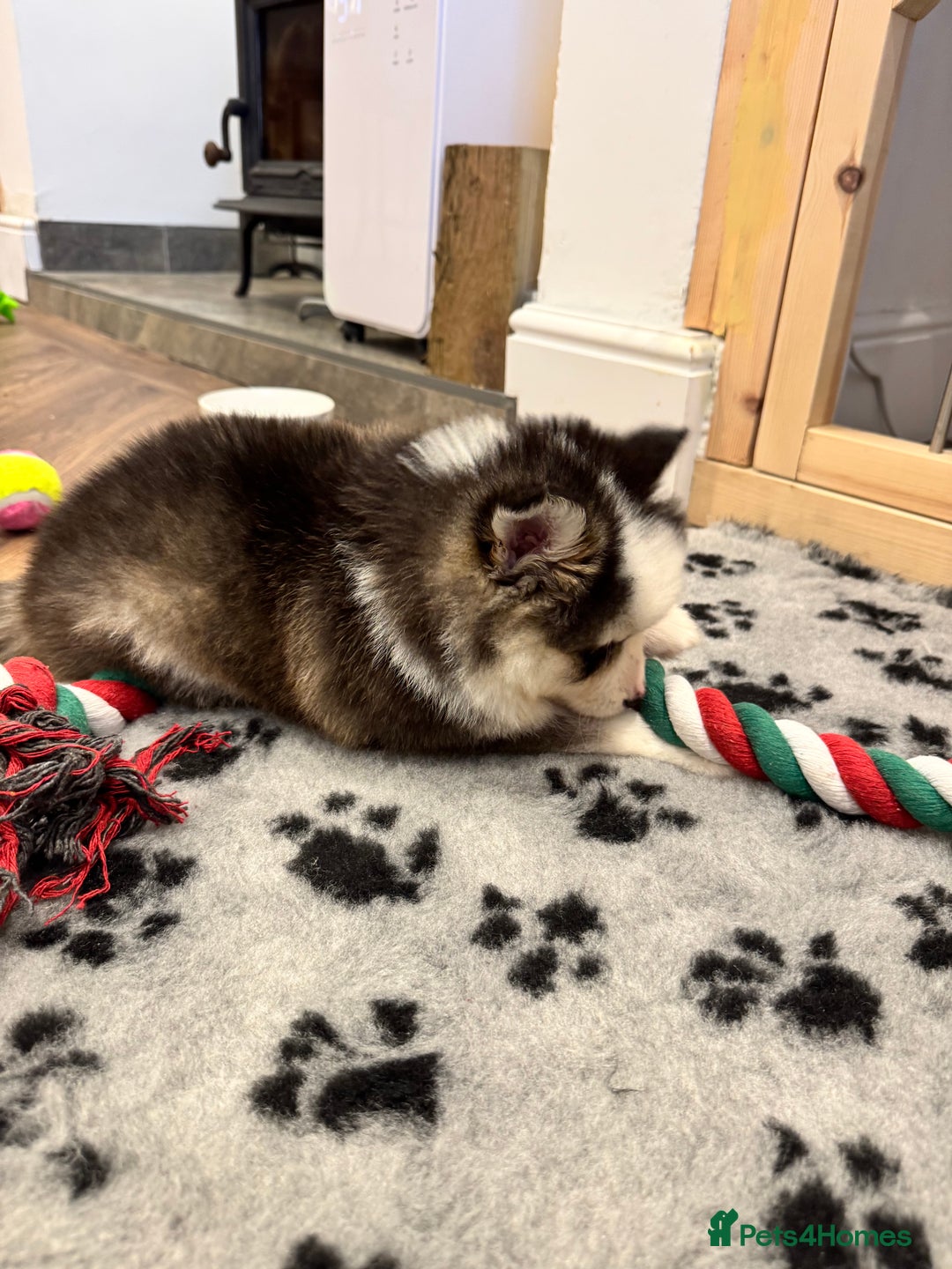 Pomsky dogs for sale: Lilac sired F2 masked Pomsky blue eyes  - Advert 27