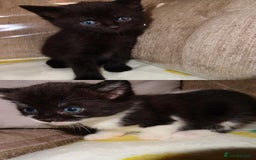 British Shorthair cats for sale: Kittens - Image 3