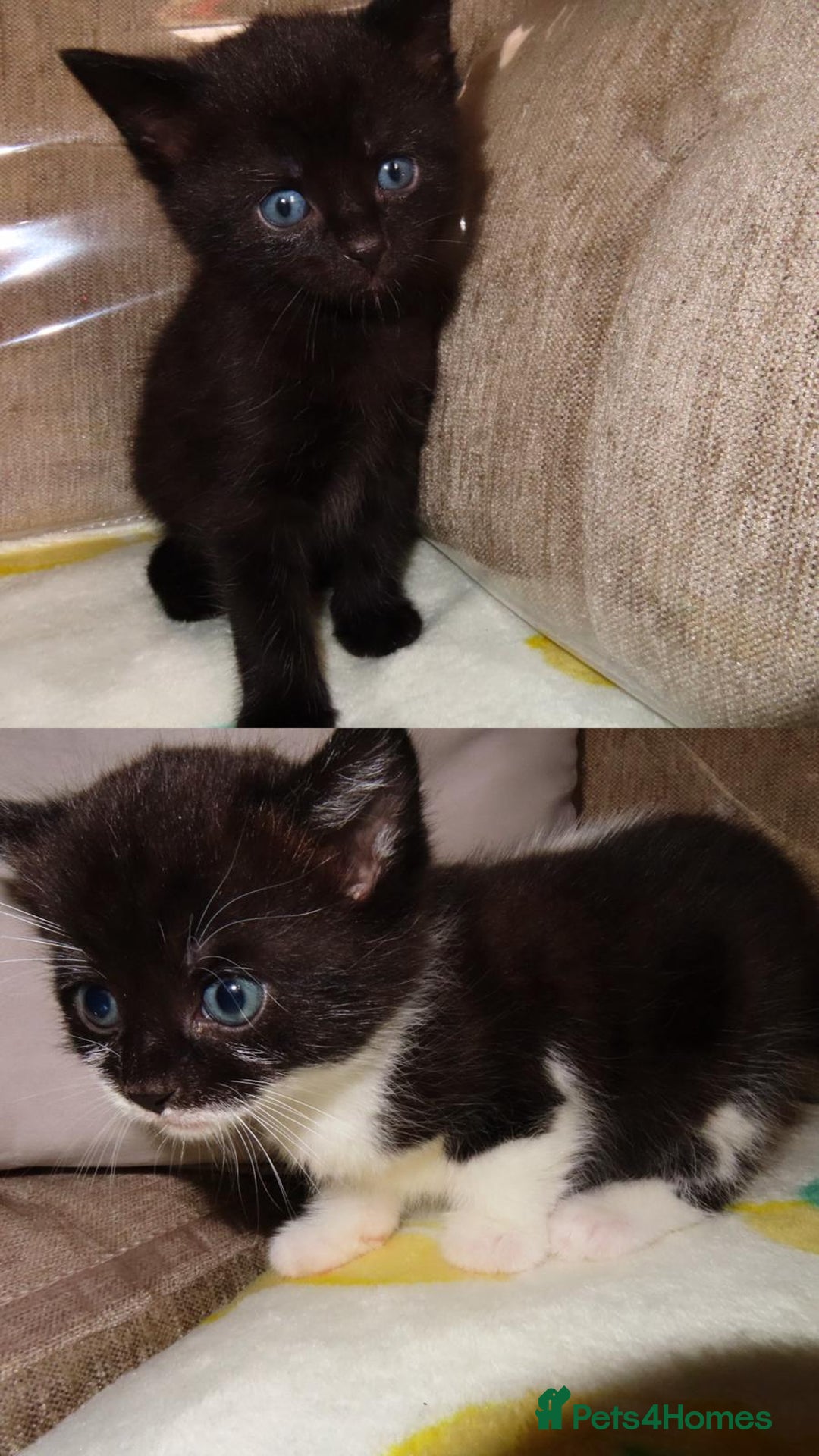 British Shorthair cats for sale: Kittens - Image 3