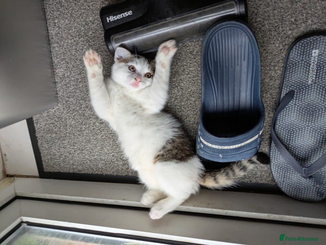 Siberian cats for sale: Urgent sale - Siberian kitten  - Image 12