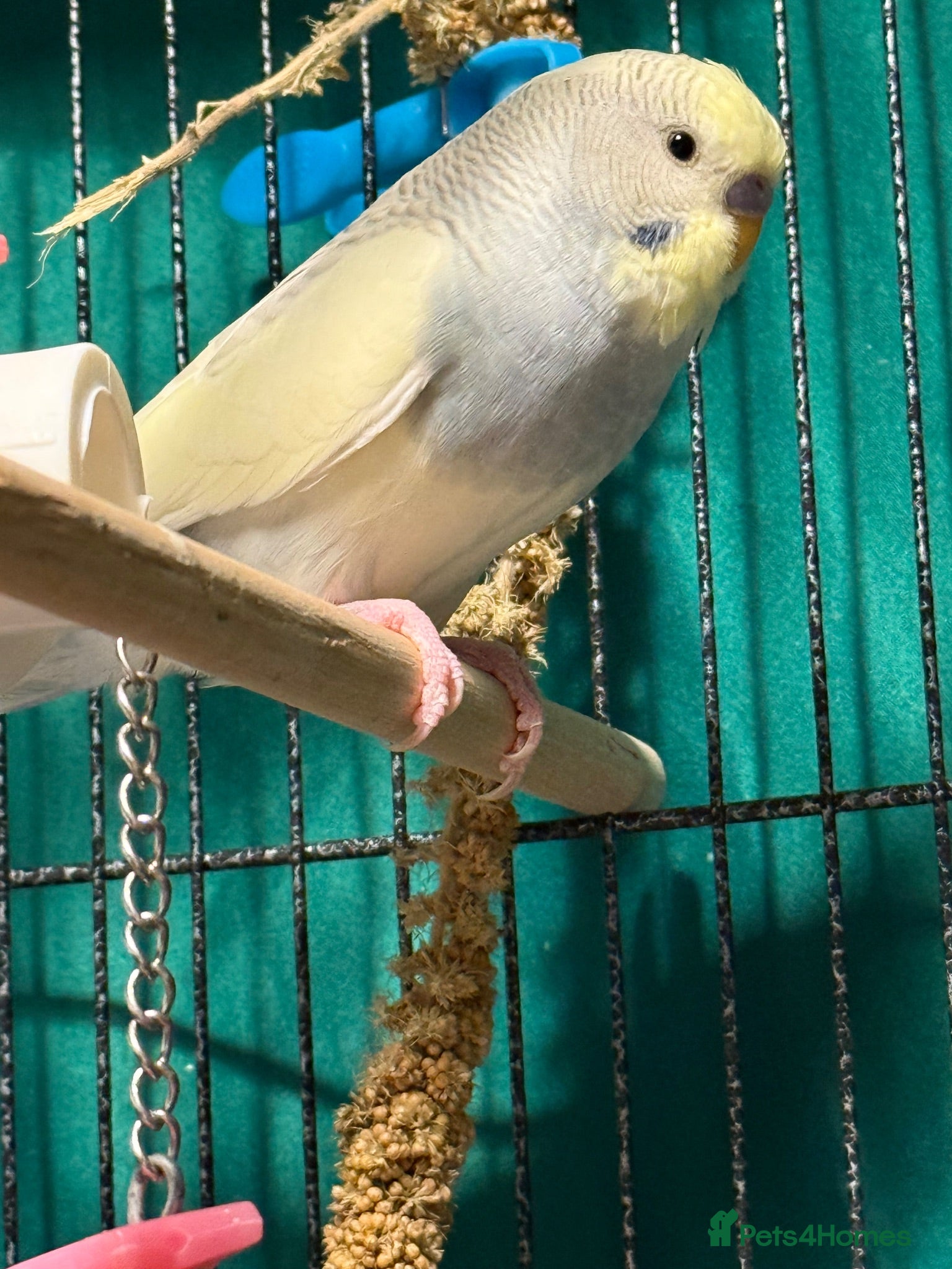Budgerigars birds pair of bonded young budgies wa7 area  - Advert 2