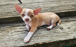 Chihuahua dogs for sale: Beautiful chihuahua for sale - Image 6