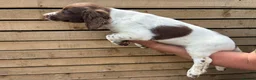 English Springer Spaniel dogs for sale: Throstlegill Gundogs English Springer Spaniel Pups in Barnard Castle - Advert 4