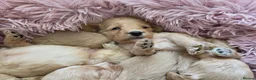 Cockapoo dogs for sale: DNA Health Tested Cockapoos Apricot/Golden - Advert 6