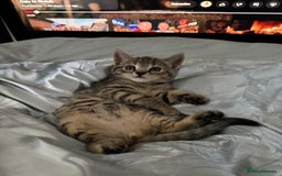 Mixed Breed cats for sale: American bobtail / tortoise shell - Image 5