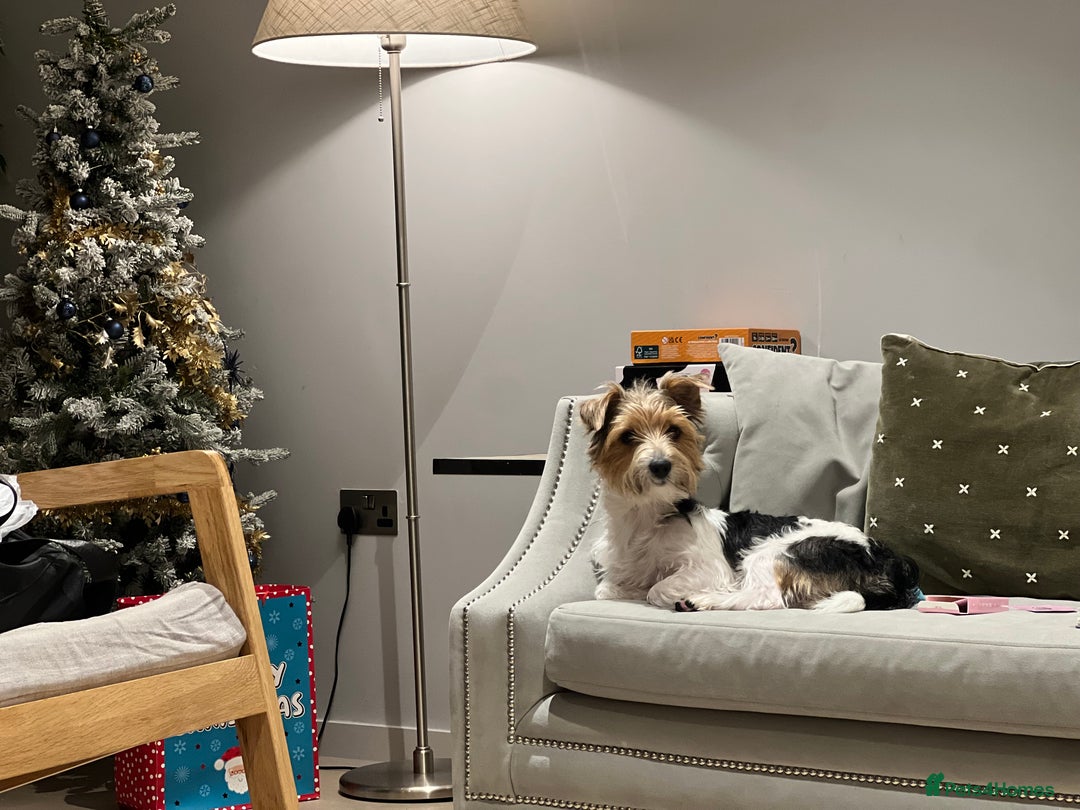 Mixed Breed dogs for sale: Cookie looking for new home - Advert 6