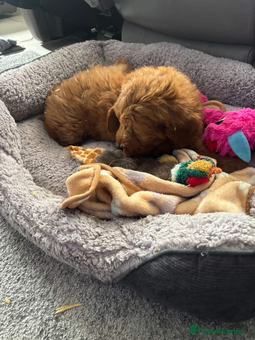Mini Goldendoodle dogs for sale:  golden doodles boys / girls £1500 - Advert 1