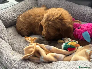 Mini Goldendoodle dogs golden doodle health test clear - Advert 2