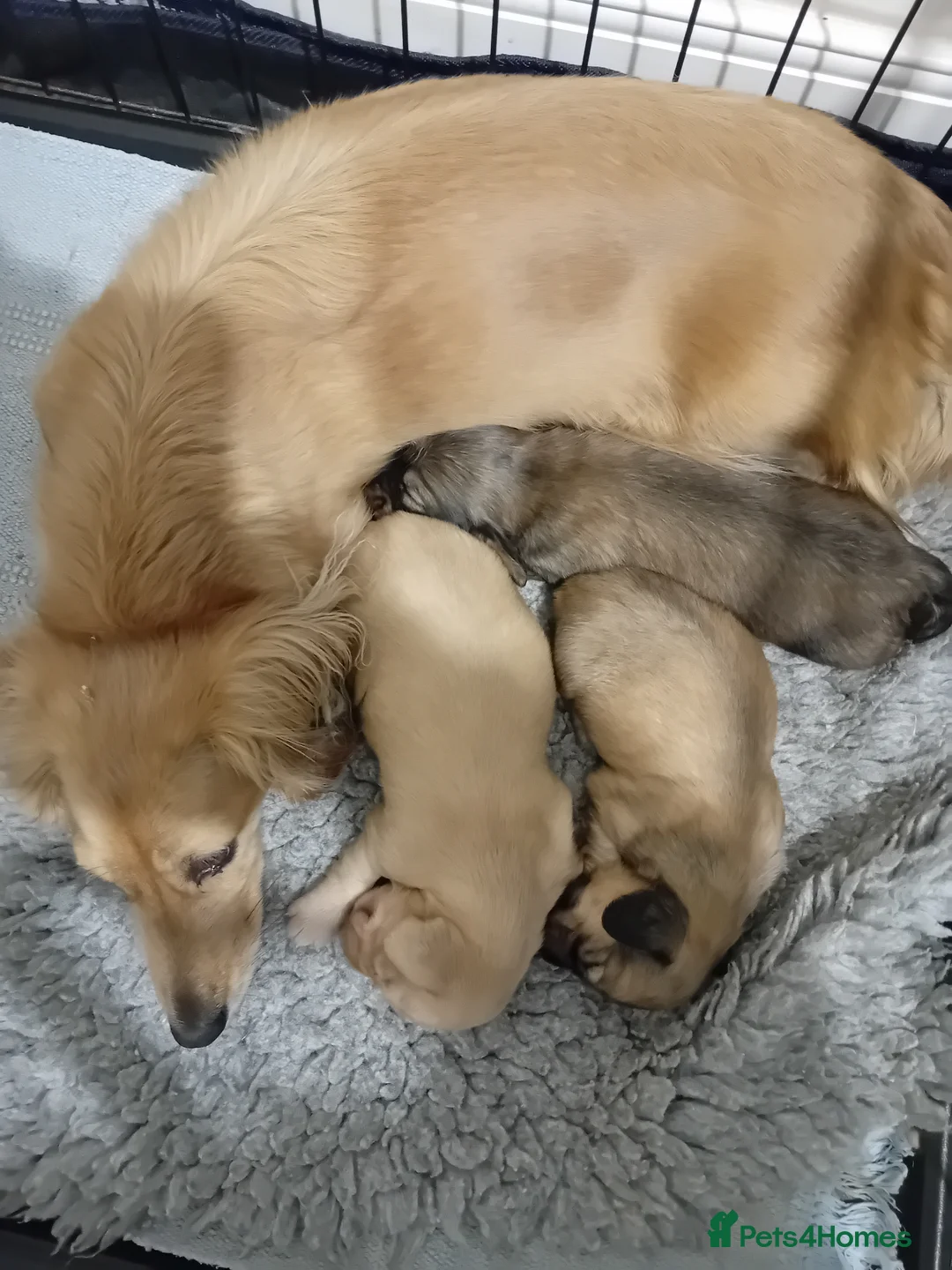 Miniature Dachshund dogs for sale: Female Miniature Longhaired Dachshund  - Advert 1