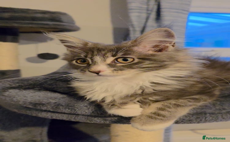 Maine Coon cats - Advert 10