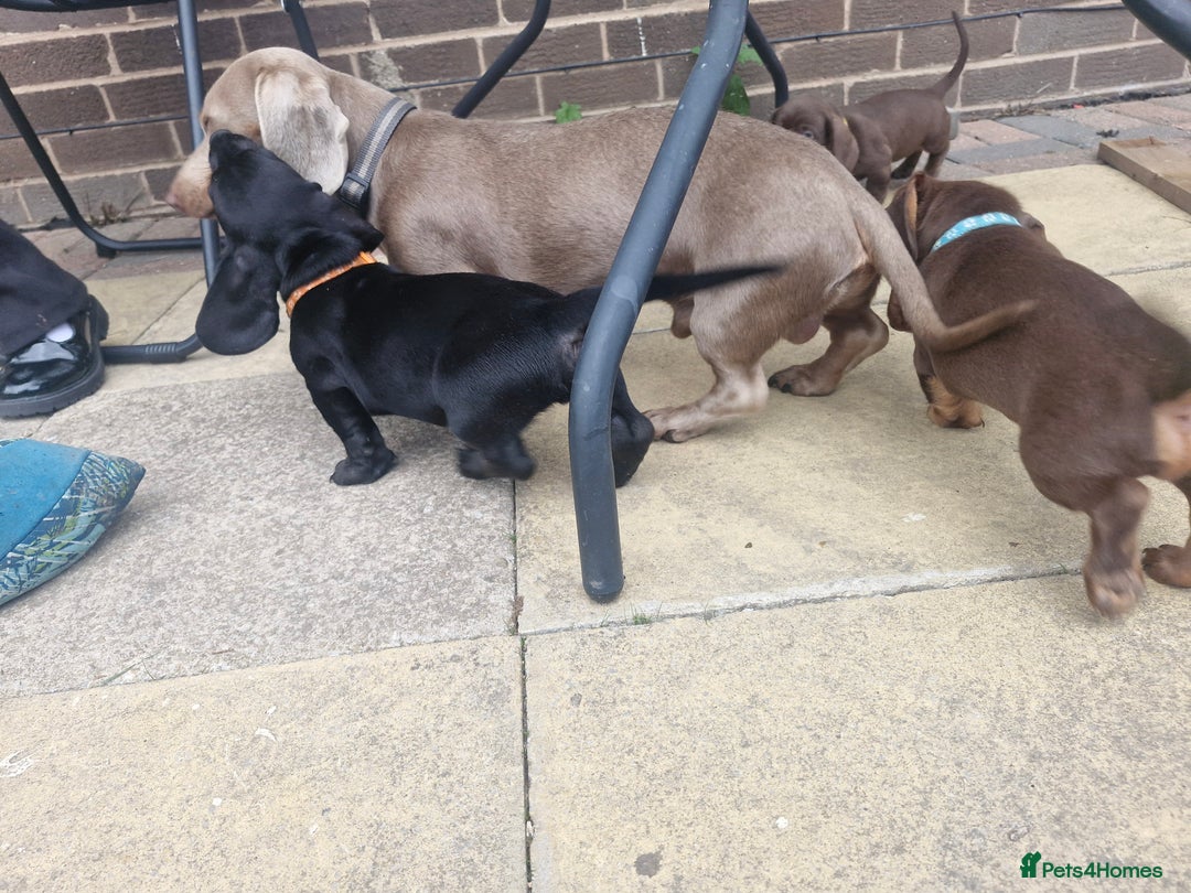Miniature Dachshund dogs for sale: Miniature dachshund  - Image 2