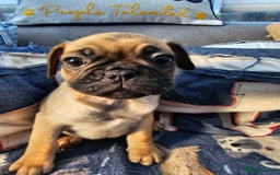 Frug dogs for sale: Frug puppies - Image 16