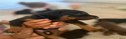 Dobermann dogs for sale: ❤️ Exceptional Family-Raised Doberman Puppies ❤️ - Advert 15