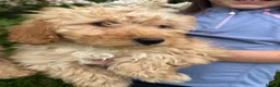 Labradoodle dogs for sale: Stunning miniature multigen labradoodle puppies - Advert 6