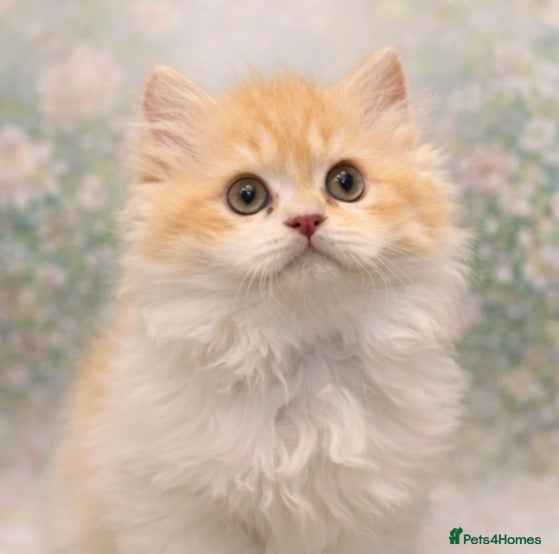 Persian cats 🐾 Meet Prince – our Gorgeous Little Gentleman 🐾 - Advert 2