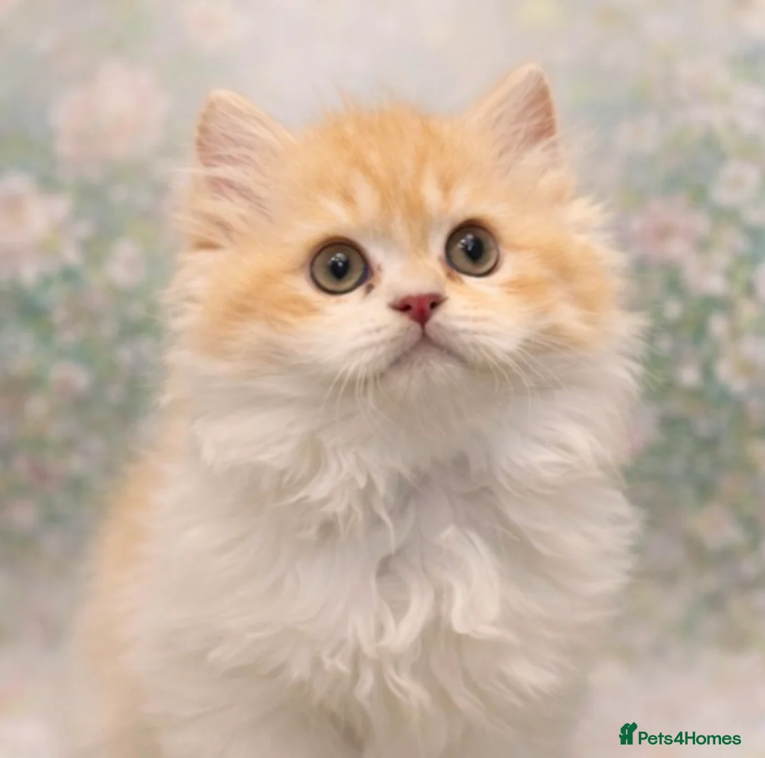 Persian cats for sale: 🐾 Meet Prince – our Gorgeous Little Gentleman 🐾 - Advert 2