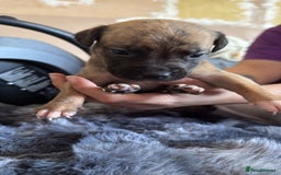 Mixed Breed dogs for sale: Puppies - Image 3