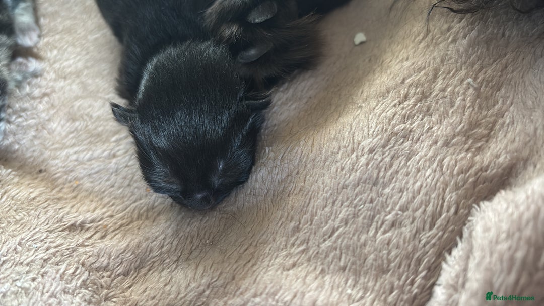 Mixed Breed cats for sale: Boys and girls available  - Image 3