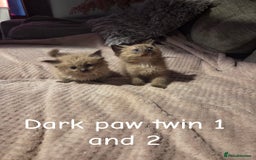 Ragdoll cats for sale: Beautiful Ragdoll Kittens - Image 8